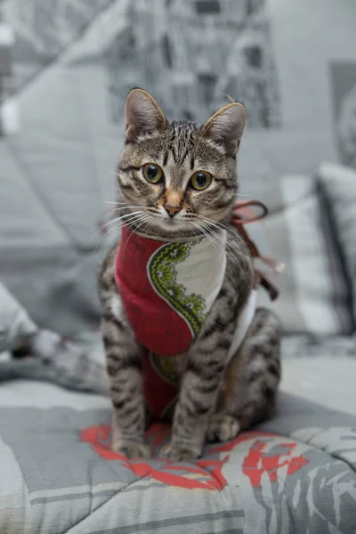 Kedide ameliyat sonrası bandaj. Kaviter bir operasyondan sonra evcil hayvan Bakımı. Sterilizasyon dan sonra üzgün kedi.