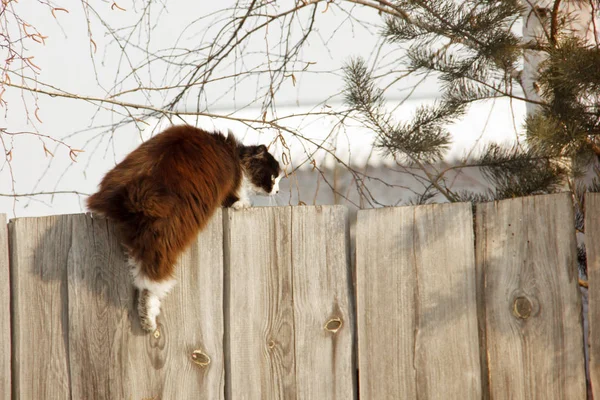 Gracioso gato peludo sube la valla. Gato negro con abrigo largo, cuello blanco y hocico serio. El lema es sólo hacia adelante . — Foto de Stock