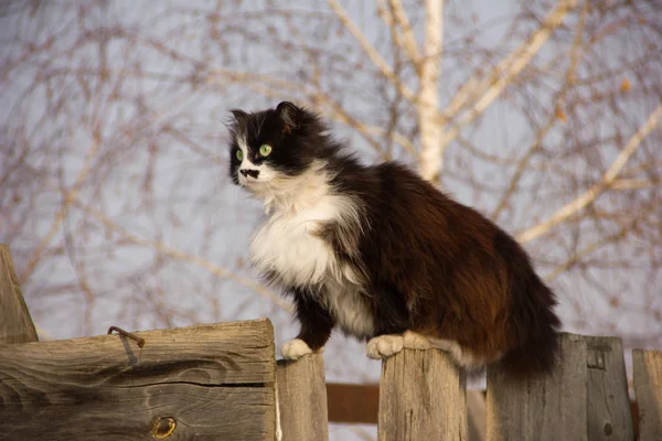 Gato peludo agraciado sentado orgullosamente en la cerca mirando hacia adelante. Gato negro sin cola con abrigo largo, cuello blanco y hocico serio. Lema solo adelante . —  Fotos de Stock