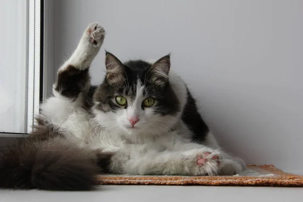 Fluffy gato blanco grisáceo limpia su cabello en un alféizar de ventana blanca. El gato levantó una pata y nos mira a los ojos. Fondo blanco . — Foto de Stock