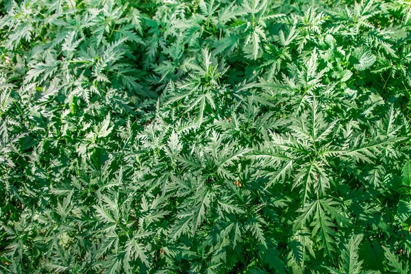 Plant photo nettle. Nettle with green leaves top view. Background the plant is nettles. Plant. Nature background. Toning photo — Stock Photo, Image