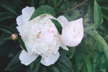 Yaz bahçesinde zümrüt yeşilinin arka planında yağmur damlacıkları olan beyaz şakayık çiçekleri. Beyaz, pembe bir çiçek şakayığı renginde. Doğanın çiçek açması kavramı