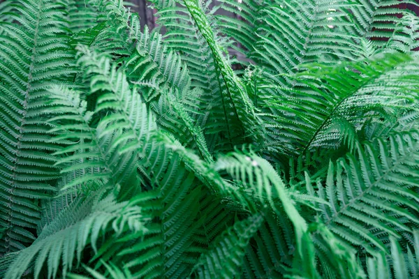 Fern leaves. Solid Background of green fern. Texture of tropical plants. Nature concept. Fern leaf in Forest. Summer poster