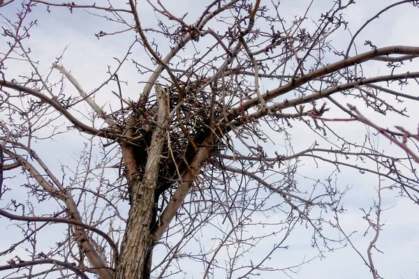 Kuru Bir Ağaçtaki Kuş Yuvası Mavi Bahar Gökyüzüne Karşı — Stok fotoğraf