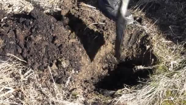 정원사는 삽으로 얼어붙은 토양을 삽으로 파묻는다 나무에 묘목을 — 비디오