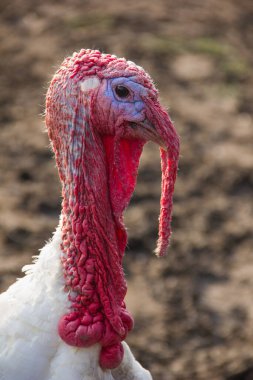 Yakından bir gobbler 'ın kafası. Kızıl saçlı beyaz bir hindi. Kümes hayvanları ve tarım kavramı