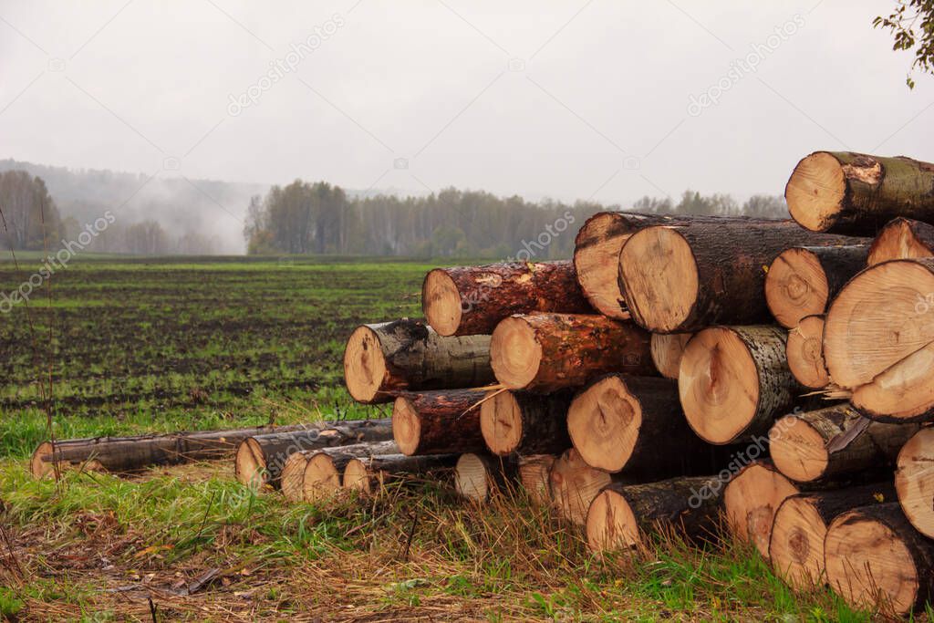 On a plowed field, close-up stacked trunks of cut trees.Autumn and spring fog in the background, slush and mud. Timber cutting