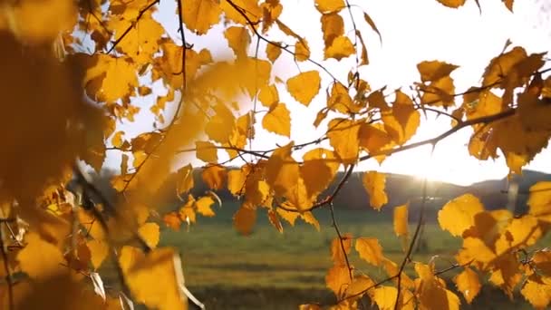 Yellow autumn leaves against the background of green mountains and the glare of the sun. Close up. The sun's rays and glare, shining through the foliage. — Stock Footage Yellow Autumn Leaves Background Green Mountains Glare Sun Close Sun Video Clip