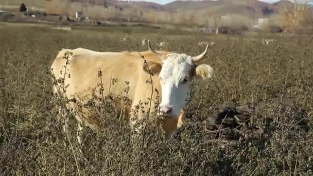 牛は牧草地で放牧されている 秋の畑で茶色と赤の牛が乾いたイラクサを噛む 畜産の概念 — ストック動画