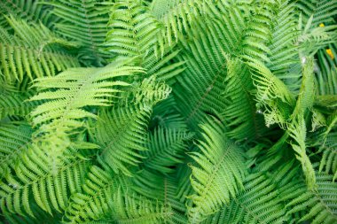 Eğrelti otu. Yeşil eğrelti otunun katı arkaplanı. Tropikal bitkilerin dokusu. Doğa konsepti. Ormanda eğrelti otu yaprağı. Yaz posteri