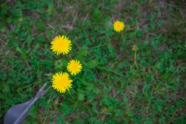 Gardener Removes Weeds Lawn Hand Cultivator Device Removing Dandelion Weeds — Stock Photo, Image