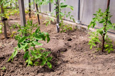 Domates yetiştiriyorum. Serada domates fideleri. Domates bağlamak ve toprağı gevşetmek..