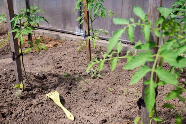 Domates yetiştiriyorum. Serada domates fideleri. Domates bağlamak ve toprağı gevşetmek..