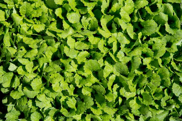 Mostarda Folhas Alface Cresce Primavera Como Verdes Vitamina Salada Verde — Fotografia de Stock