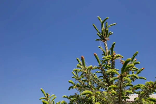 Toppen Van Groene Dennenbomen Tegen Blauwe Lucht Onderaanzicht — Stockfoto