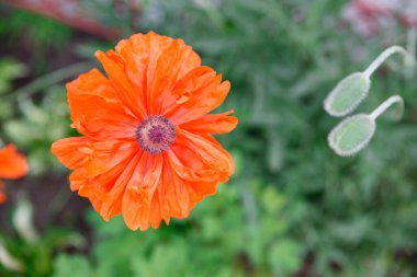 Çiçek açan kırmızı gelincik çiçeği. Bahçe arka planında büyük bir çiçek.