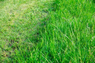 Kısmen kesilmiş çimenler. Yeşil taze çimenler. Mükemmel biçilmiş, biçilmiş bahçe çimenliği ya da spor için biçilmemiş uzun çimenler arasındaki fark. Çim, halı, doğal yeşil çimen tarlası..