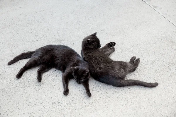 Chat noir. Deux chats noirs dorment dos à dos sur la chaussée en béton à l'extérieur. — Photo