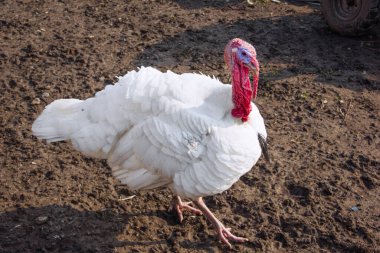 Eski tabaklar çekmecede. Ucuz çatal bıçak takımı, çatallar kaşıklar spatula ve çay kaşıkları. Basitlik, sofu olma ve yoksulluk kavramı. Sretenka Köyü, Rusya - 25 Eylül 2016