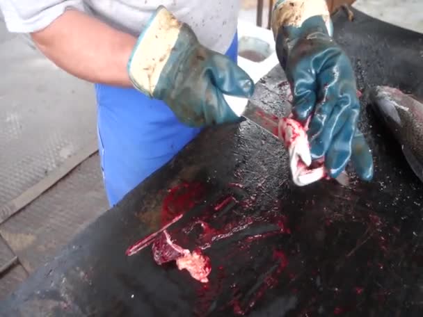 Butchering Trout Capture Man Rubber Gloves Disembowels Fish Knife — Stock Video