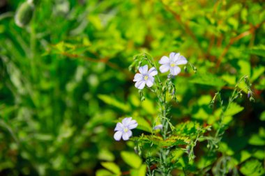 Bahar çiçekleri açıyor. Yeşil bahar ve yaz arkaplanı