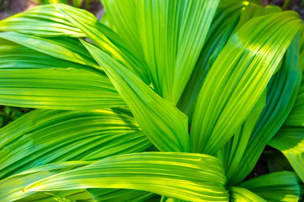 Mooie Groene Bladeren Voor Een Abstracte Achtergrond Veratrum Valse Hellebore — Stockfoto