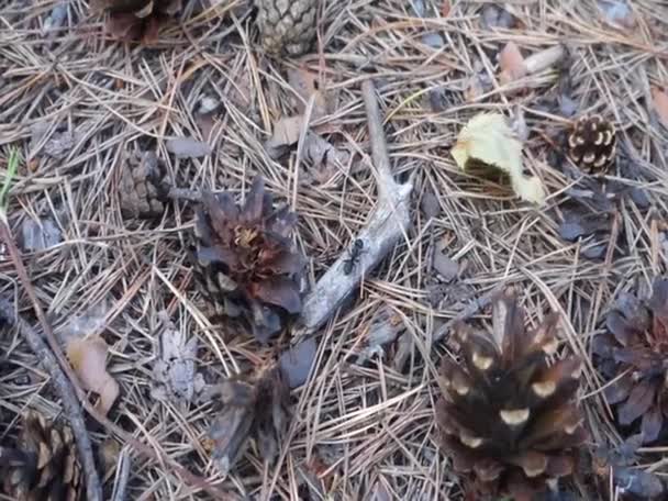 Una Gran Hormiga Negra Arrastra Por Bosque Fondo Natural Las — Vídeos de Stock