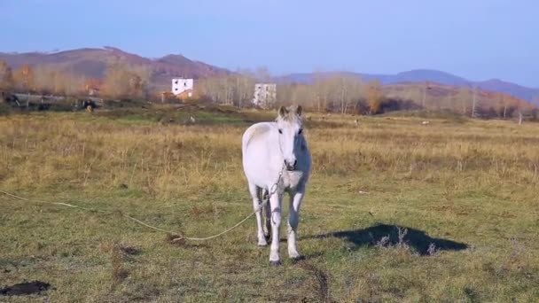 牧草地で白い馬の放牧 美しい春の風景馬の牧草地です 農業の概念 — ストック動画