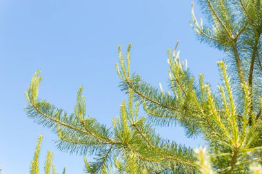 Güneşli bir günde mavi gökyüzüne karşı yeşil yeni çam filizleniyor. Yaz ya da bahar sezonu için arka plan. Mesaj için yer var. Kozalaklı ağaçların yeşil iğneleri