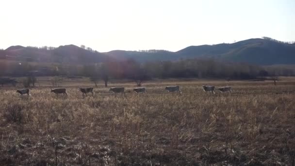 Kühe Laufen Zum Abendmelken Durchs Feld Nach Hause Rinder Laufen — Stockvideo