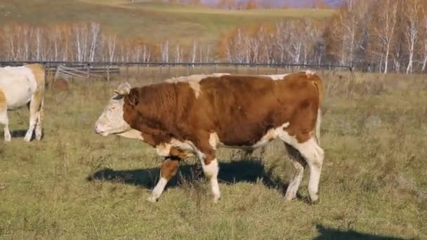 Un toro grande camina a través de un prado verde sobre un fondo árboles de otoño — Vídeo de stock