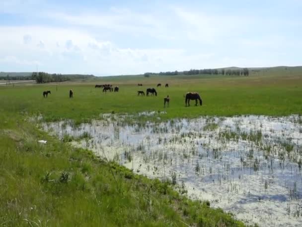一群马在沼泽地旁边的绿草上吃草. — 图库视频影像