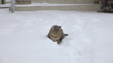 Kedi bahçede karla oynuyor..