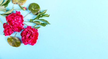 Gökyüzü mavisi arka planda yeşil begonya yapraklı kırmızı şakayıklar. Arkaplan şablonu mavi kağıt arkaplan kopya alanı davet tasarım tebrik kartı maketi