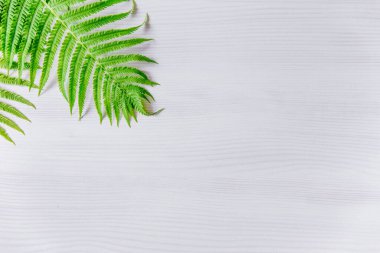 Eğreltiotu açık gri arka planda yapraklar bırakır. Minimalizm. Mesaj için yer aç, afiş. Yukarıdan görünüşü.