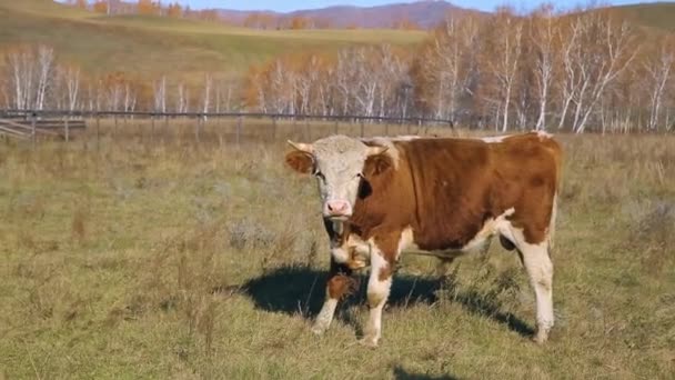 Um grande touro fica em um prado verde e olha para a câmera . — Vídeo de Stock