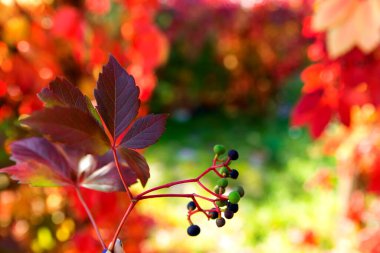 Sonbahar arkaplanı. Kızlık üzümlerinin kırmızı yaprakları, bulanık doğal bir arka planda.