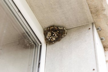 Büyük bir eşek arısı yuvası. Boş ve dolu hücreleri ve eşekarısı böceklerini görebilirsiniz. Yuva evin penceresinde asılı duruyor.