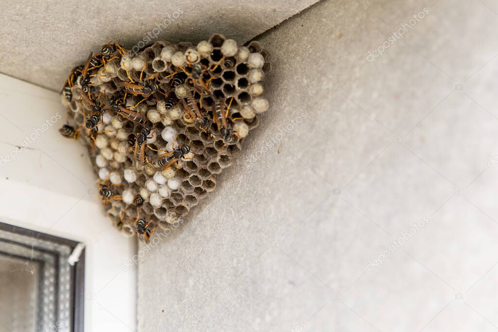 A large hornet's nest. You can see empty and filled cells and wasp insects. The nest is hangs in the window opening of the house