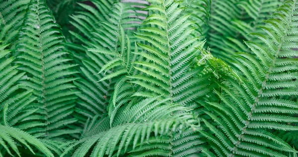 Farn Geht Solide Hintergrund Der Grünen Farn Textur Tropischer Pflanzen — Stockfoto