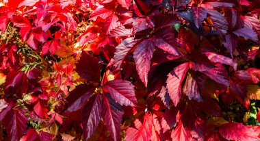 Güzel sonbahar arkaplanı. Genç üzümlerin parlak renkli yaprakları..