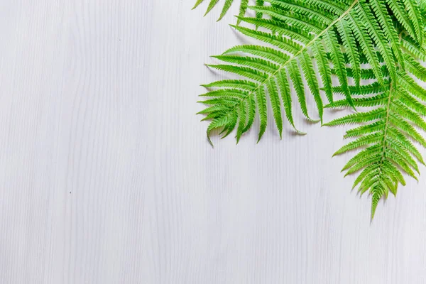 Fern leaves on a light gray background. Minimalism. Space for text, banner. The view from the top