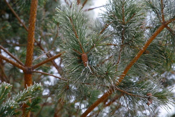 松枝上覆盖着霜冻 早春时节 松针与幼果在一起 免版税图库照片