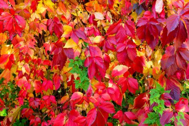 Güzel sonbahar arkaplanı. Genç üzümlerin parlak renkli yaprakları..