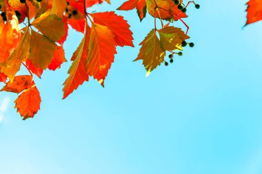 Sonbahar arkaplanı. Gökyüzü mavisi arka planda kırmızı ve portakal yaprakları.