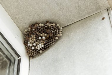 Büyük bir eşek arısı yuvası. Boş ve dolu hücreleri ve eşekarısı böceklerini görebilirsiniz. Yuva evin penceresinde asılı duruyor..
