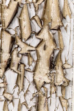 Soyulmuş boya çatlakları ve kırıntıları olan eski bir arka plan. Büyük boya parçalarıyla bej rengi turuncu doku..