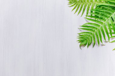 Eğreltiotu açık gri arka planda yapraklar bırakır. Minimalizm. Mesaj için yer aç, afiş. Yukarıdan görünüşü
