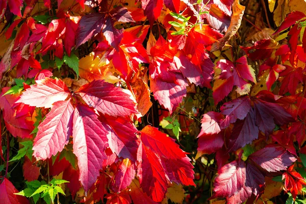 Beautiful Autumn background. Bright colored leaves of maiden grapes.