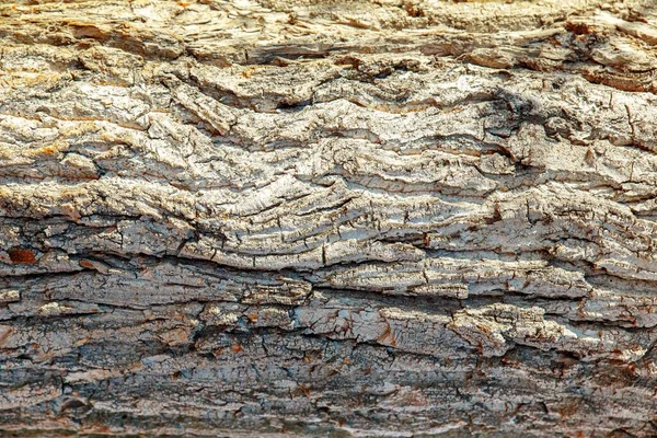 Кора старого дерева. текстура коричневого дерева . — стокове фото